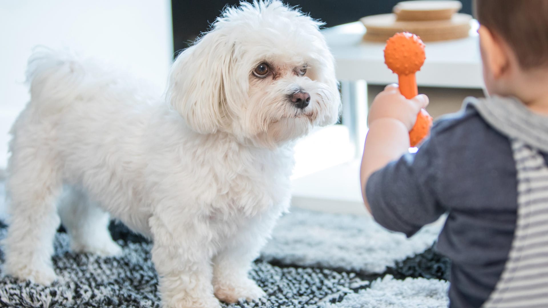 Kind und Hund: Kinder müssen lernen, dass Hundespielzeug für sie tabu ist.