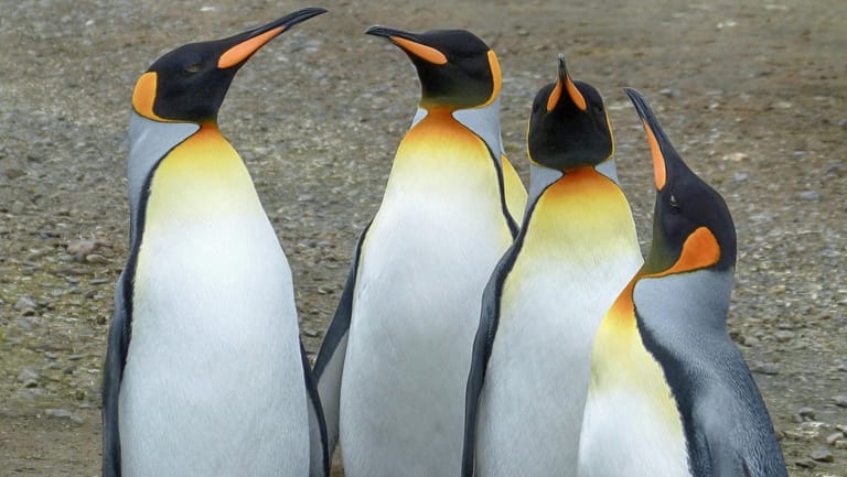 Königspinguine in der Antarktis: Die Vögel haben sich offenbar weiter verbreitet.