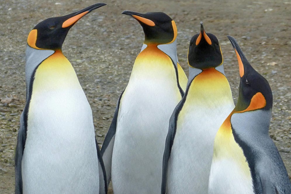 Königspinguine in der Antarktis: Die Vögel haben sich offenbar weiter verbreitet.