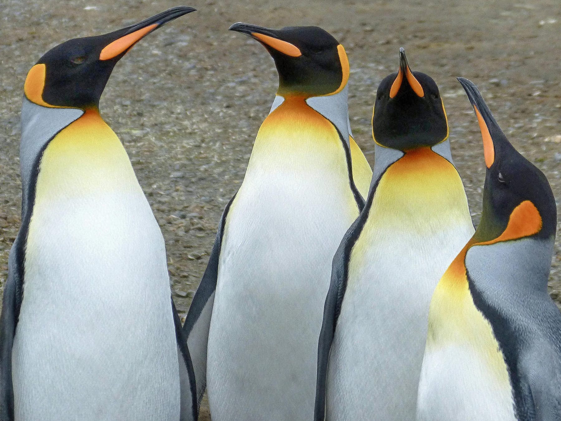 Antarktis: Neue Pinguin-Kolonien entdeckt – mit Hilfe von Kot