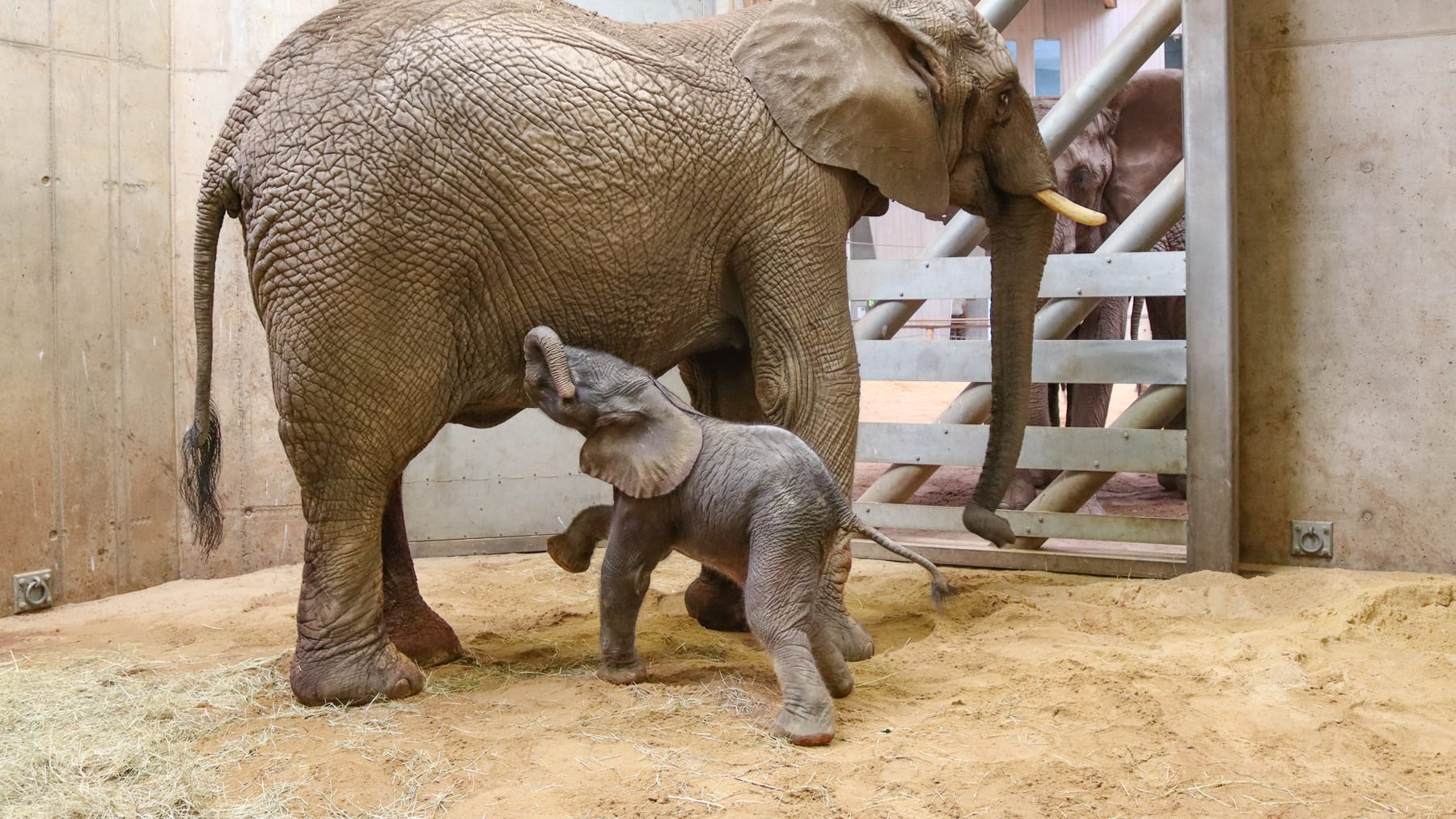 Elefantennachwuchs in Erfurt: Erstmals ist die Nachzucht im Thüringer Zoopark gelungen.