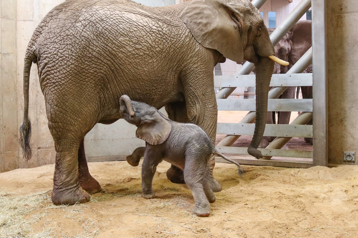 Elefantennachwuchs in Erfurt: Erstmals ist die Nachzucht im Thüringer Zoopark gelungen.