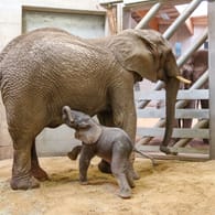 Elefantennachwuchs in Erfurt: Erstmals ist die Nachzucht im Thüringer Zoopark gelungen.
