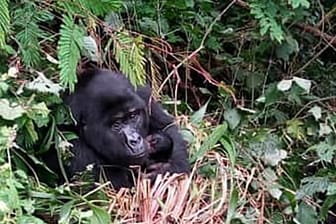 Ein ausgewachsener Berggorilla hält im Bwindi-Nationalpark in Uganda ein Baby im Arm.