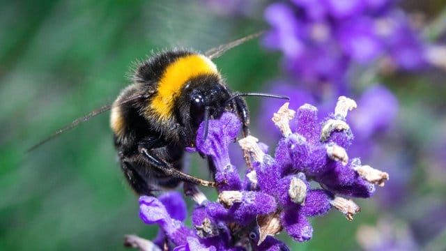 Ein ganzes Paket neuer Regeln soll Insekten mehr Schutz geben. Ein ganzes Paket neuer Regeln soll Insekten mehr Schutz geben.