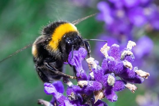 Ein ganzes Paket neuer Regeln soll Insekten mehr Schutz geben.