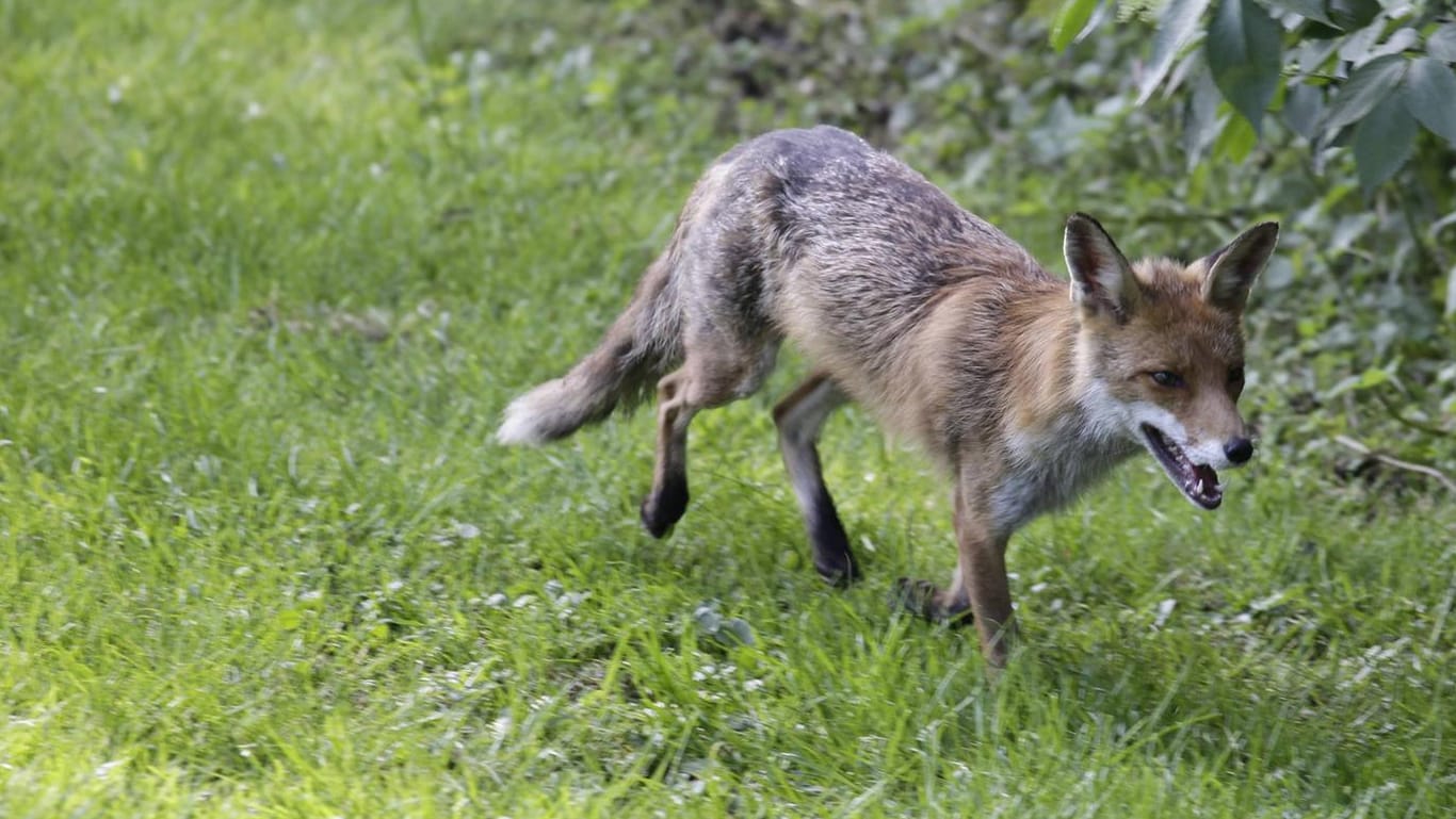 Ein Rotfuchs rennt über eine Wiese in Berlin: Im Tiergarten werden immer wieder Füchse gesichtet. Nun ist auch einer in den Zoo eingedrungen.