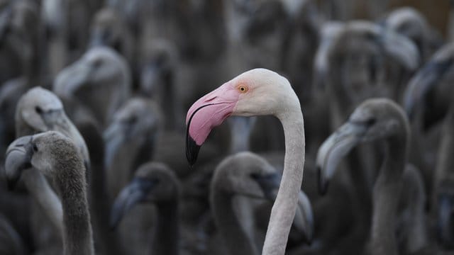 Ein rosaroter Flamingo mit Flamingo-Küken in einem Gehege.