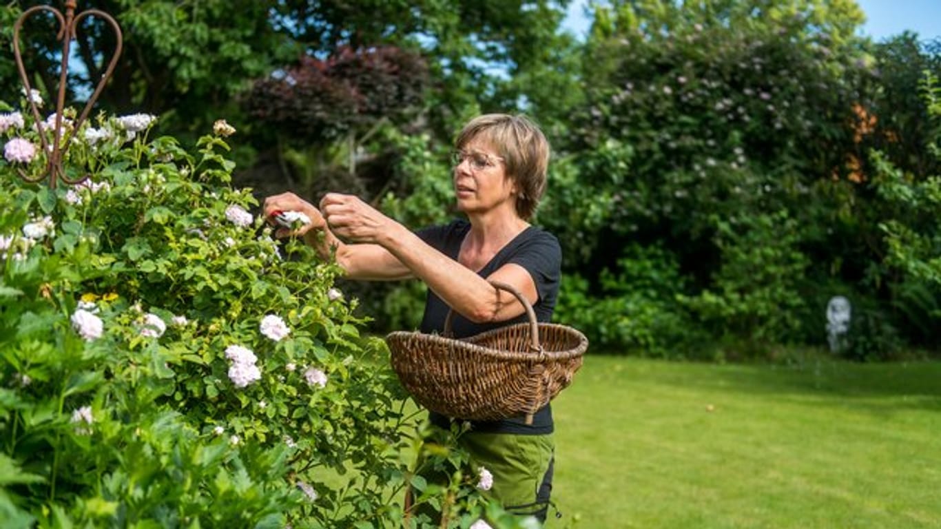 Gartengestaltung: Die Blüten der Rosen sind eine wichtige Futterquelle für Vögel und Kleinsäuger.