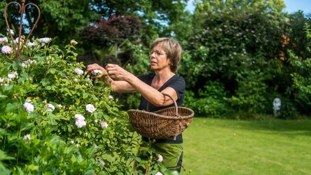 Gartengestaltung: Die Blüten der Rosen sind eine wichtige Futterquelle für Vögel und Kleinsäuger.