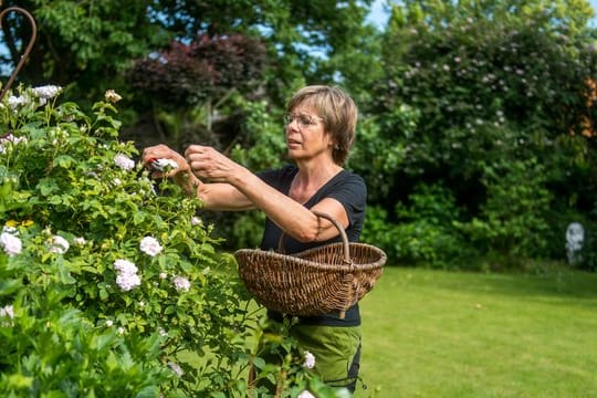 Gartengestaltung: Die Blüten der Rosen sind eine wichtige Futterquelle für Vögel und Kleinsäuger.