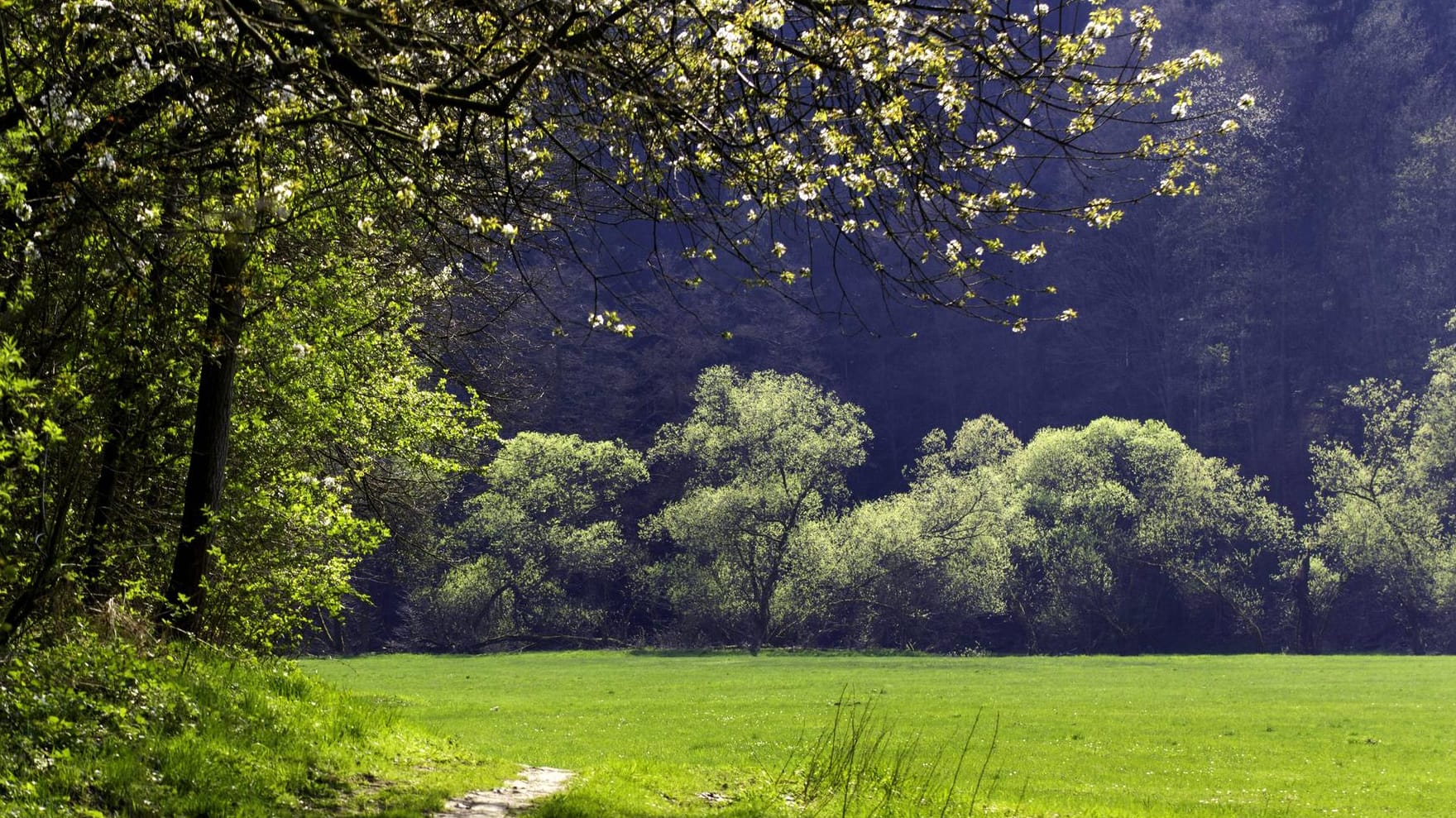 Ein Wald im Vogtland: Bei Liebau in Sachsen wurde eine Babyleiche gefunden. (Symbolfoto)