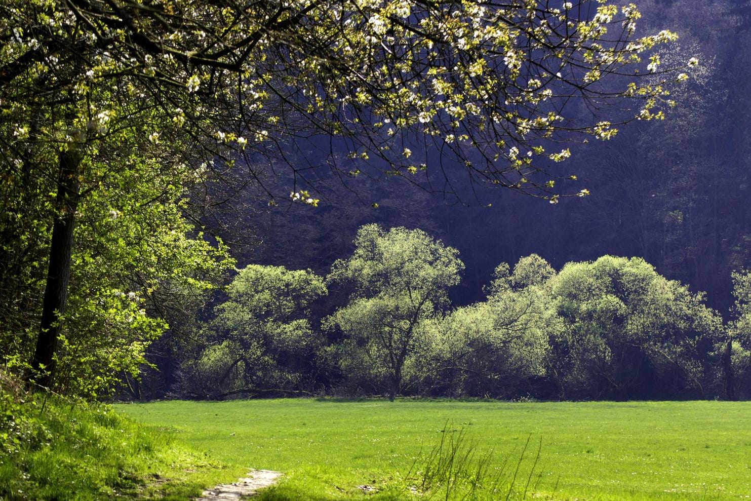 Ein Wald im Vogtland: Bei Liebau in Sachsen wurde eine Babyleiche gefunden. (Symbolfoto)