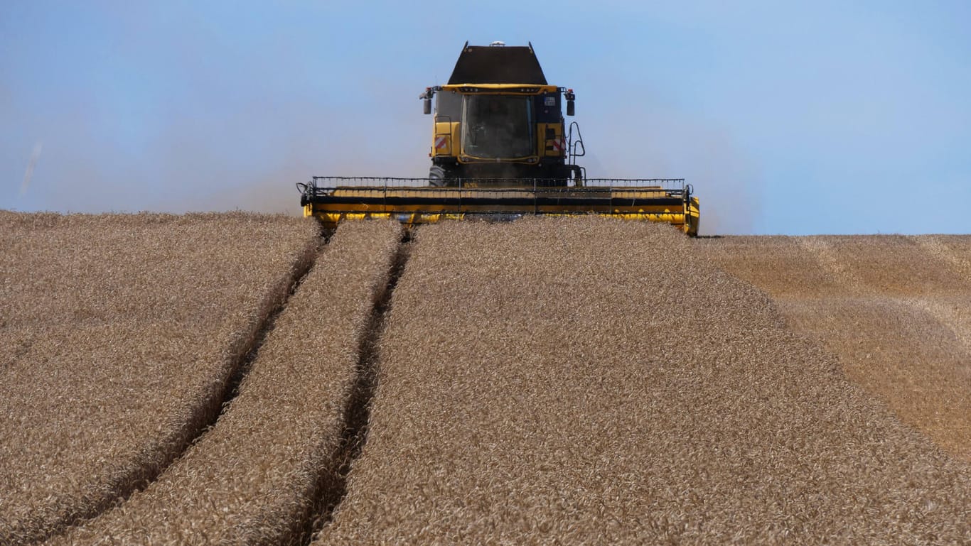Weizen wird geerntet: Wenn die Treibhausgasemissionen nicht reduziert werden, drohen häufigere Dürren.