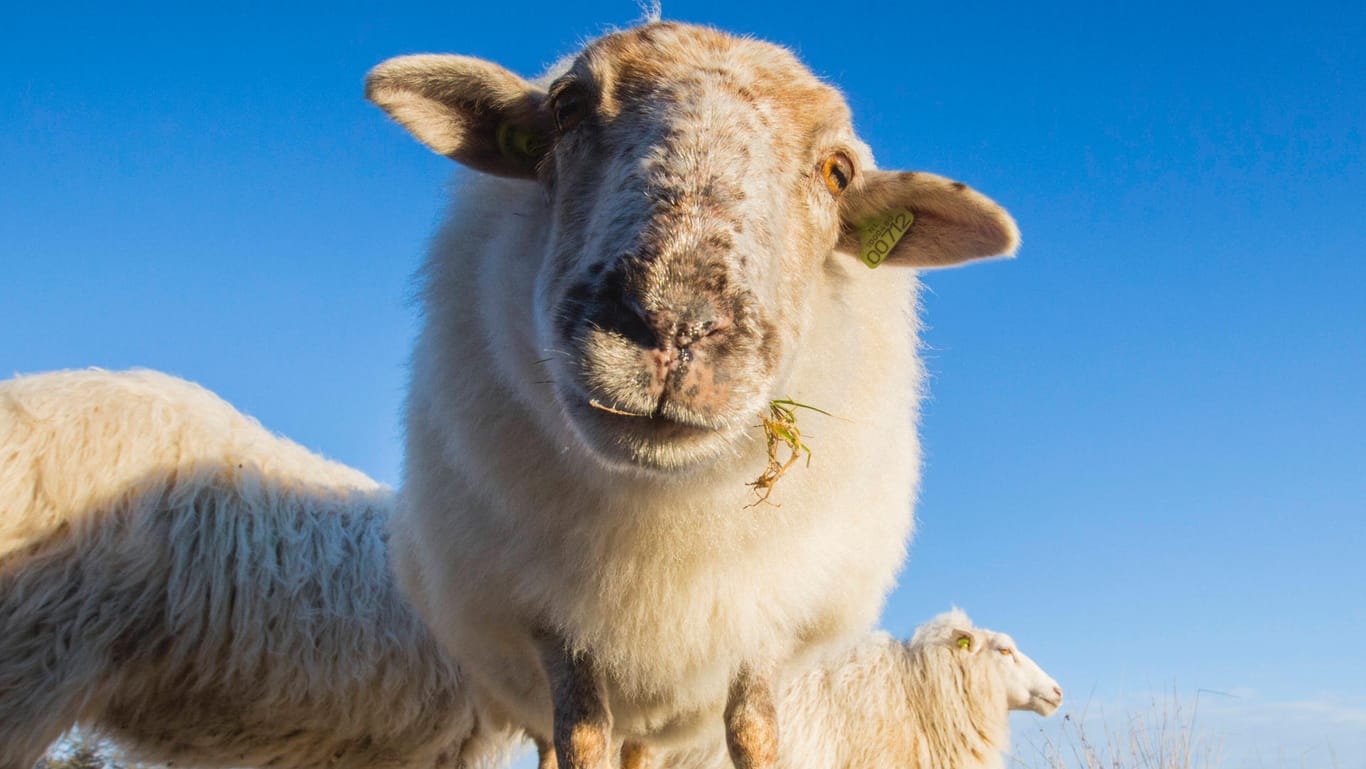 Ein Schaf schaut in die Kamera (Symbolbild): In Dortmund hat ein Schaf den Berufsverkehr lahmgelegt.
