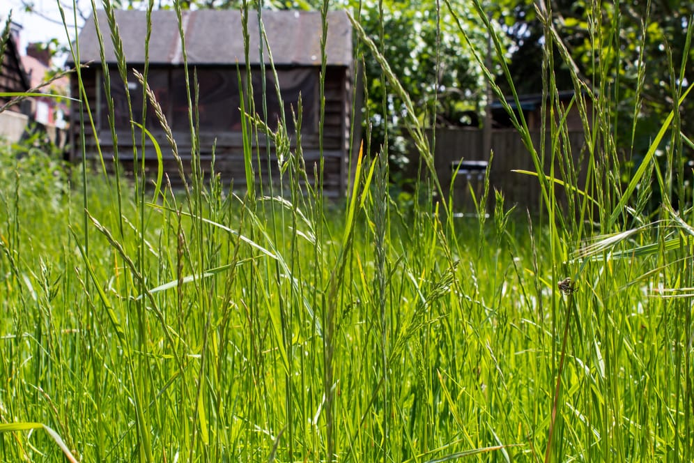 Rasenmähen: Nektar- und pollenhaltige Wildkräuter wachsen langsamer als Gras.