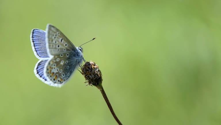 Der Hauhechel-Bläuling: Der Schmetterling hat orange gefärbte Flecken an den Flügelrändern.