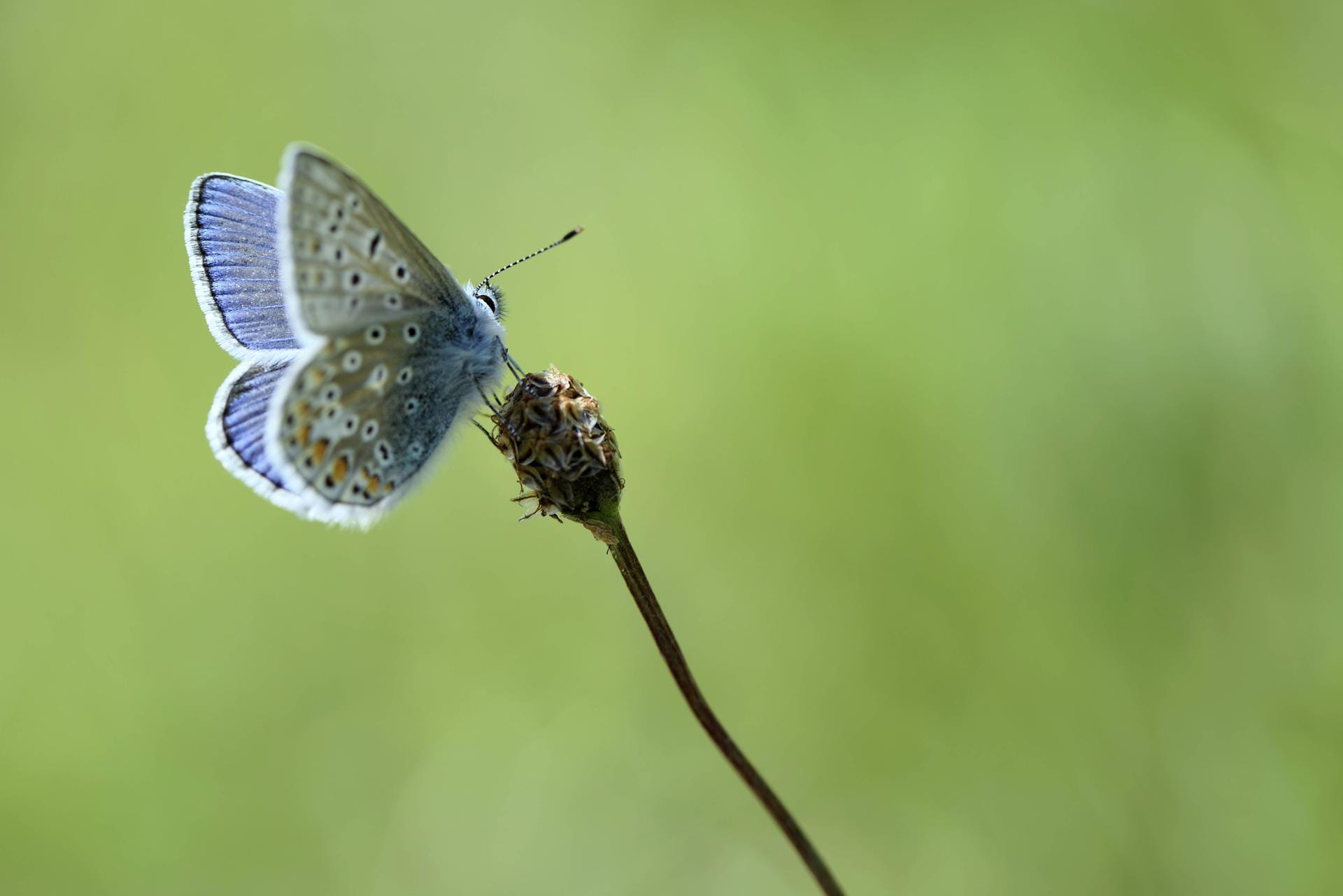 Der Hauhechel-Bläuling: Der Schmetterling hat orange gefärbte Flecken an den Flügelrändern.