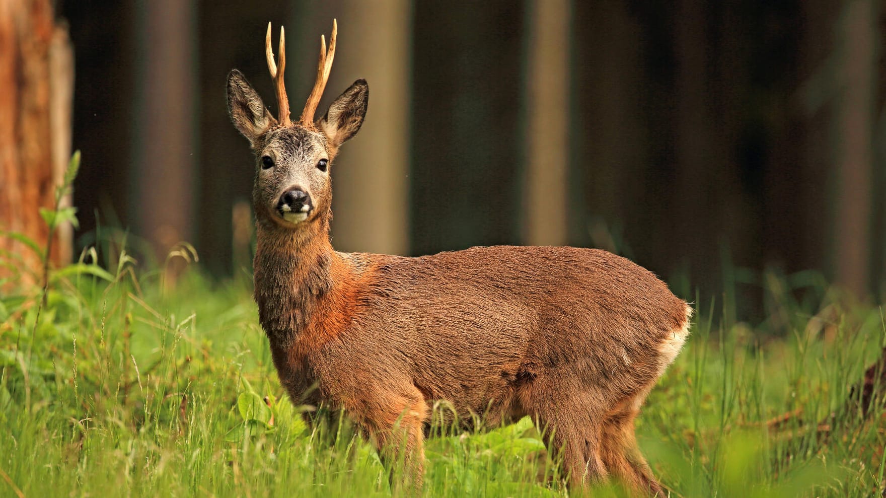 Ein Rehbock in Deutschland: In Krefeld musste ein aggressives Tier erschossen werden. (Symbolfoto)