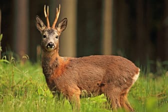 Ein Rehbock in Deutschland: In Krefeld musste ein aggressives Tier erschossen werden. (Symbolfoto)