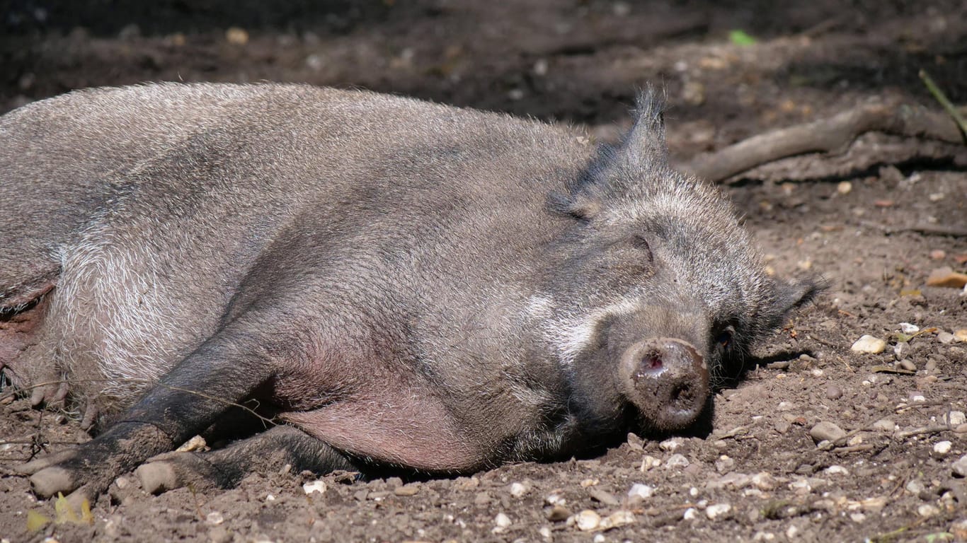 Wildtiere: Wildschweine haben fast keine Schweißdrüsen und können somit gar nicht stark schwitzen.