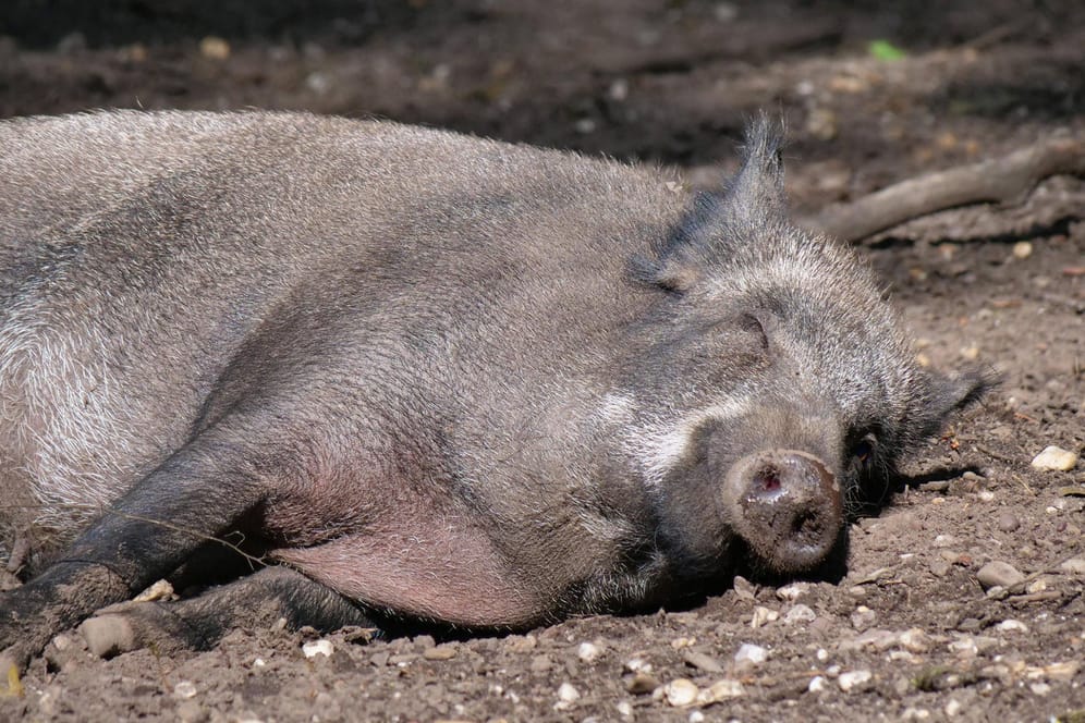 Wildtiere: Wildschweine haben fast keine Schweißdrüsen und können somit gar nicht stark schwitzen.