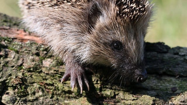 Ein Igel erkundet das Gelände