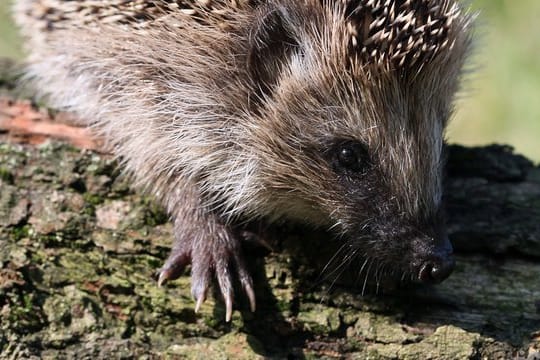 Ein Igel erkundet das Gelände