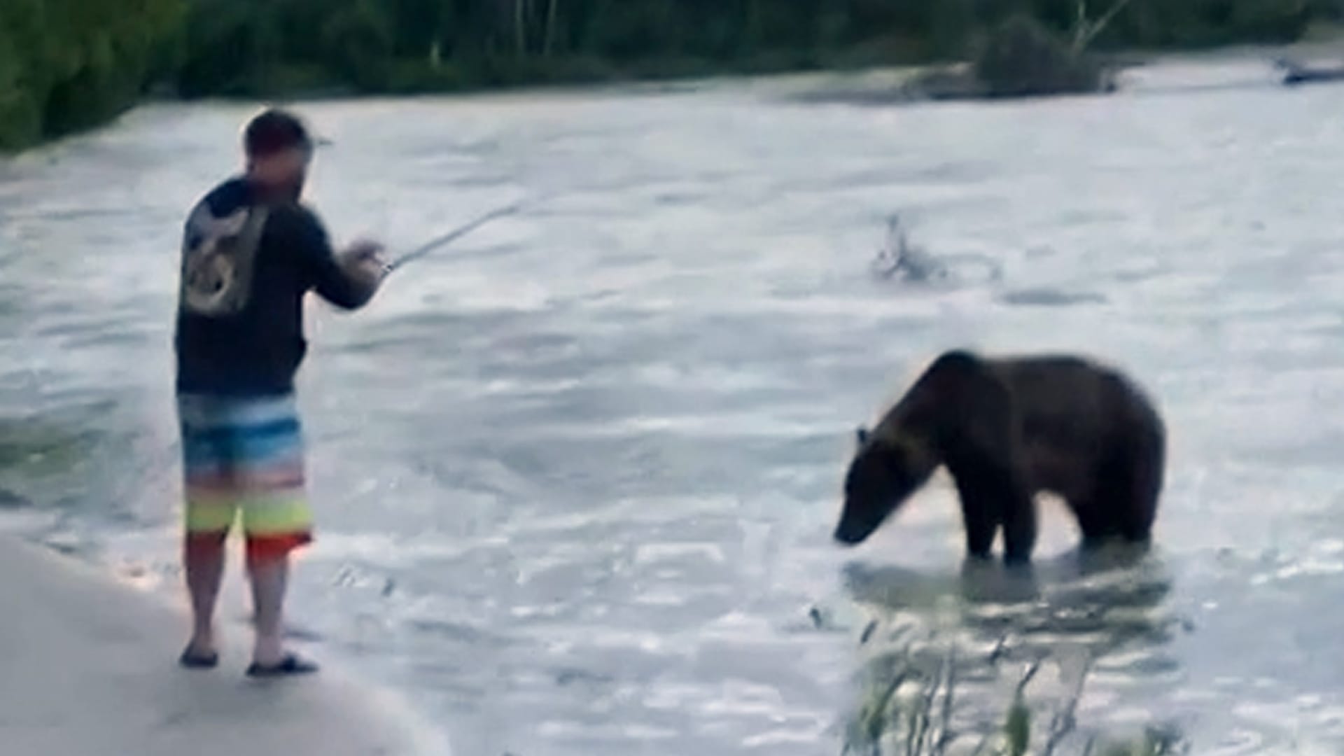 Duell um die Beute: Dieser Angler muss plötzlich mit einem Braunbären um seinen Fang kämpfen. Duell um die Beute: Dieser Angler muss plötzlich mit einem Braunbären um seinen Fang kämpfen.