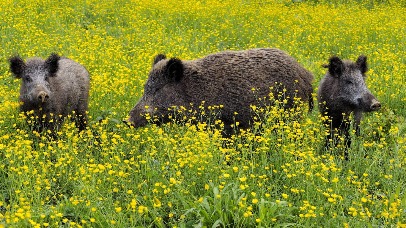 Drei Wildschweine stehen auf einer Blumenwiese (Symbolbild): In Berlin hat sich eine Rotte eine Verfolgungsjagd mit einem nackten Badegast geliefert.