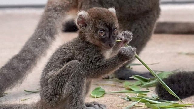 Ein junger Bambuslemur sitzt im Zoo in Köln im Gehege: Bald ist es im Madagaskarhaus zu sehen. Ein junger Bambuslemur sitzt im Zoo in Köln im Gehege: Bald ist es im Madagaskarhaus zu sehen.