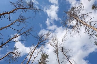 Abgestorbene Bäume in einem Kiefernwald in Nordsachsen.