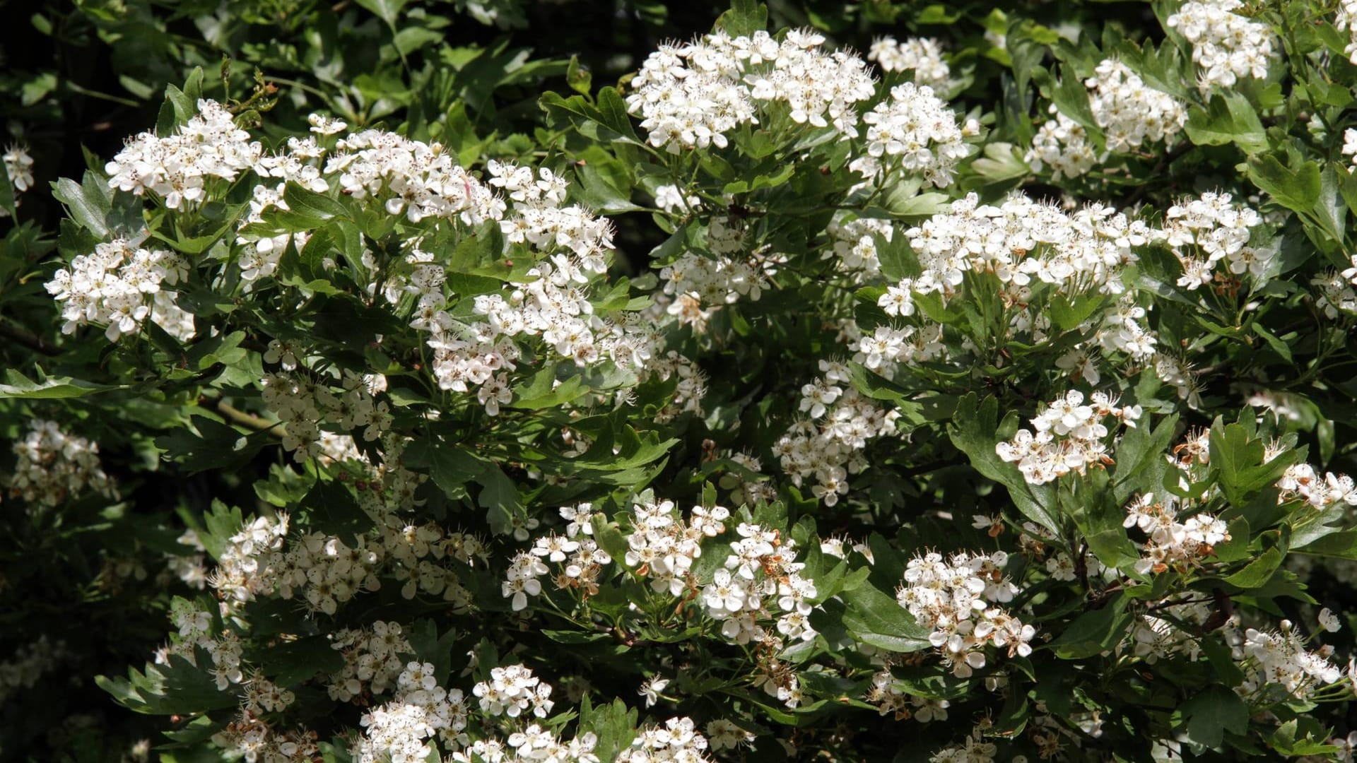 Eingriffeliger Weißdorn (Crataegus monogyna): Das heimische Gehölz blüht im Mai.