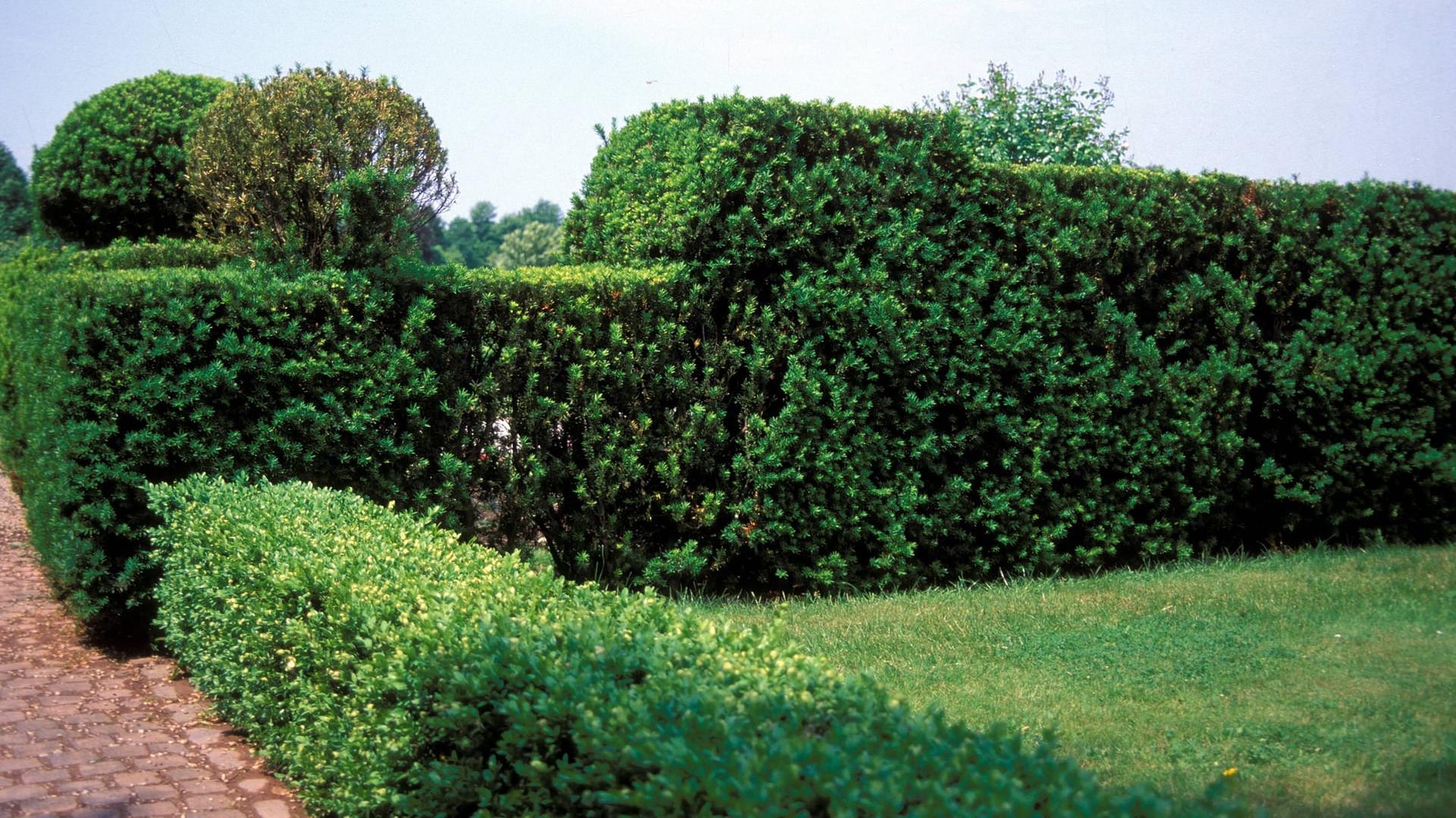 Eiben- (Taxus baccata) und Buchsbaumhecke (Buxus sempervirens): Beide heimischen Gehölze vertragen sich gut.