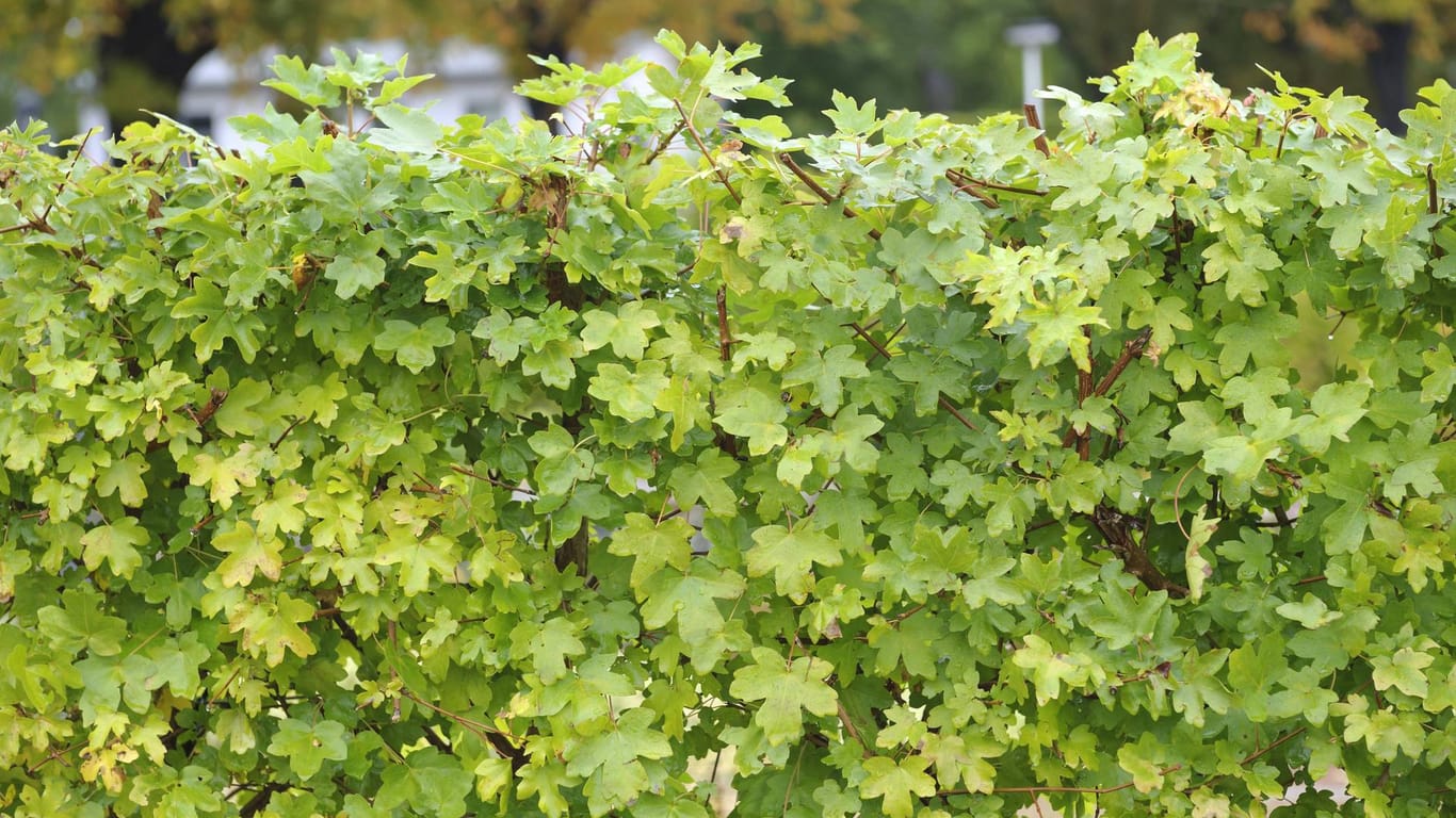 Feldahorn (Acer campestre): Er wird vor allem für niedrige Hecken verwendet.