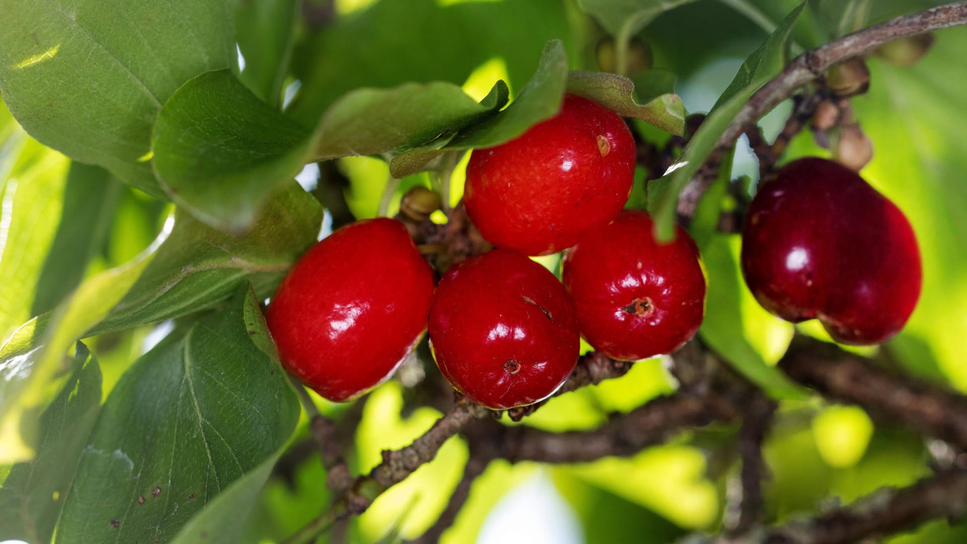 Kornelkirsche (Cornus mas): Die Wildfrüchte schmecken Vögeln und Menschen.