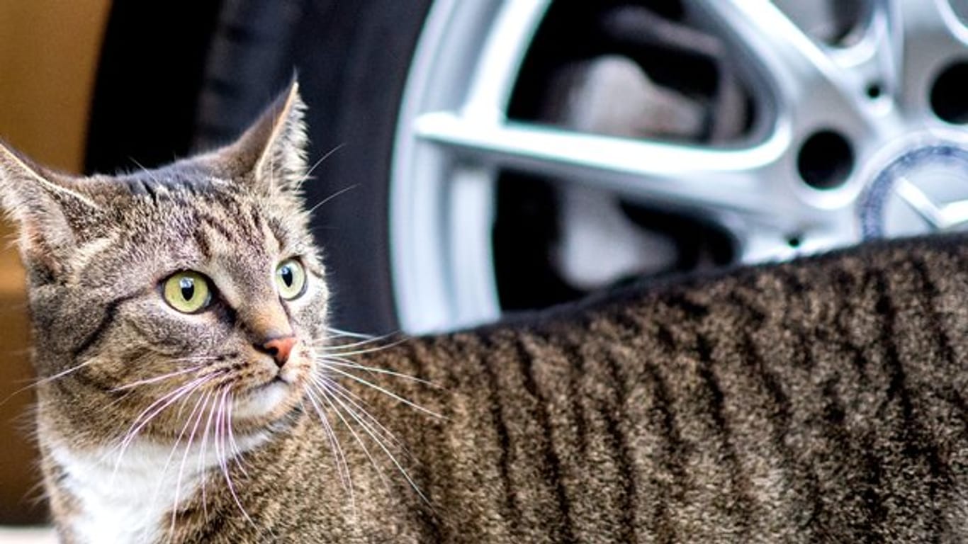 Autofahrer sind vor dem Losfahren nicht dazu verpflichtet nachzuschauen, ob sich eine Katze unter ihrem Wagen versteckt hat.