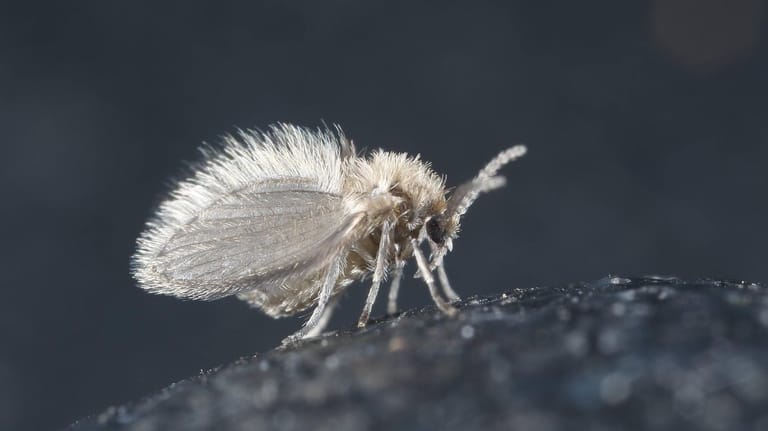 Psychodidae: Schmetterlingsmücken leben in der Kanalisation.