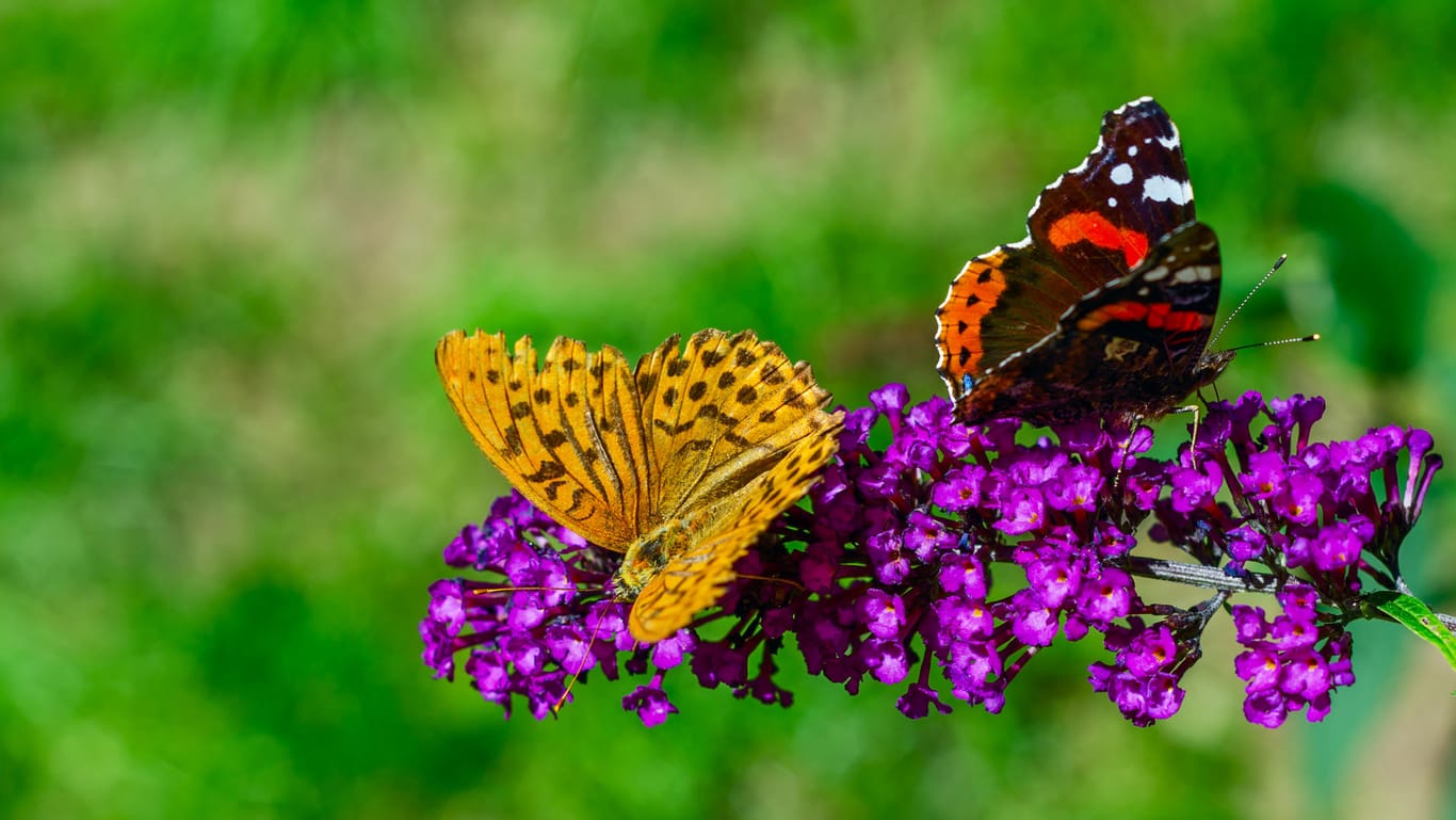 Schmetterlinge: Sie zu bestimmen, ist gar nicht so schwer.
