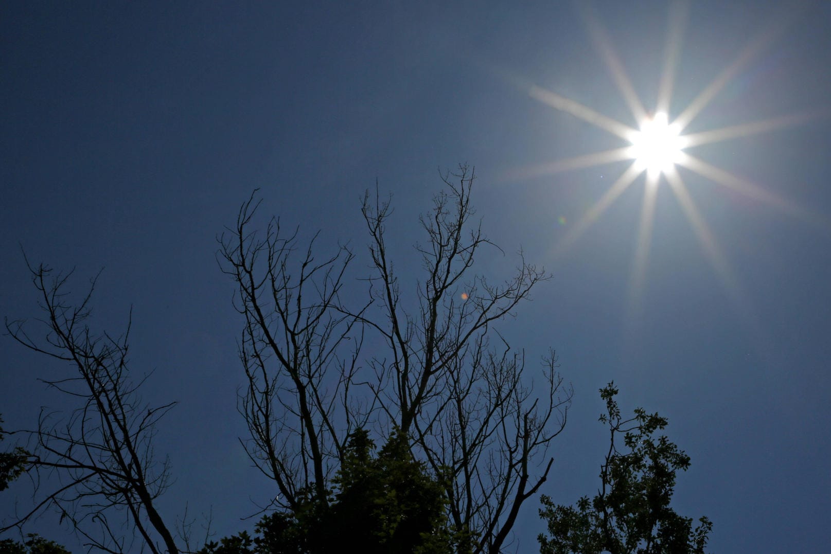 Sommerhitze mit gleißendem Sonnenlicht (Symbolbild): In Karlsruhe leiden die Bäume unter der großen Trockenheit.