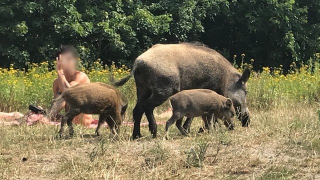 Ein Wildschwein mit seinem Nachwuchs läuft über die Badewiese am Teufelssee im Berliner Grunewald. Ein Wildschwein mit seinem Nachwuchs läuft über die Badewiese am Teufelssee im Berliner Grunewald.