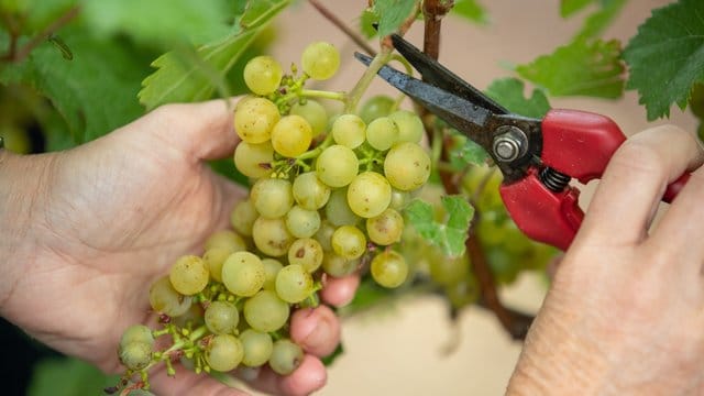 Die Weinlese beginnt mit der Ernte der Trauben für Federweiße.