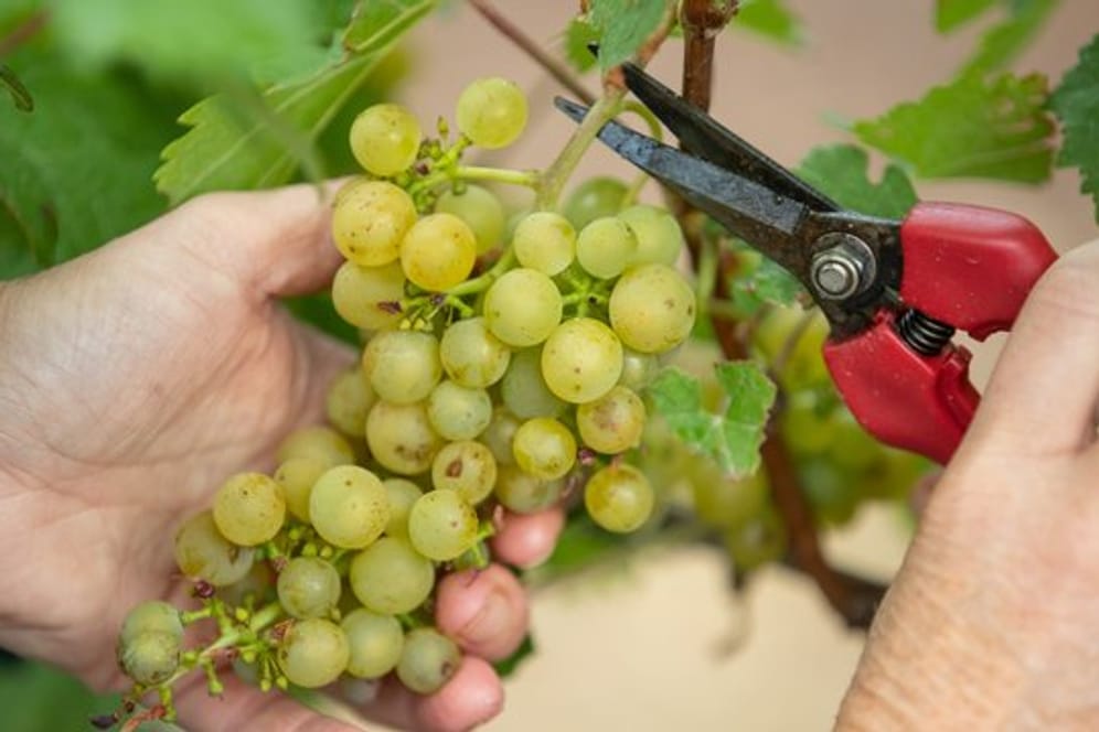 Die Weinlese beginnt mit der Ernte der Trauben für Federweiße.