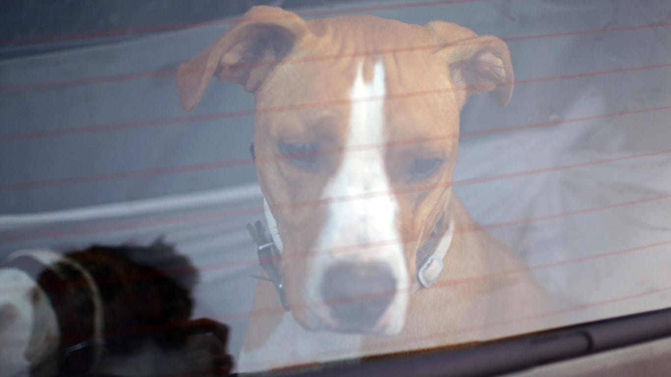 Hund im Auto (Symbolbild): Im Sommer ist das eine Gefahr für sein Leben.