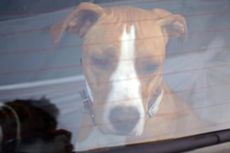 Hund im Auto (Symbolbild): Im Sommer ist das eine Gefahr für sein Leben.