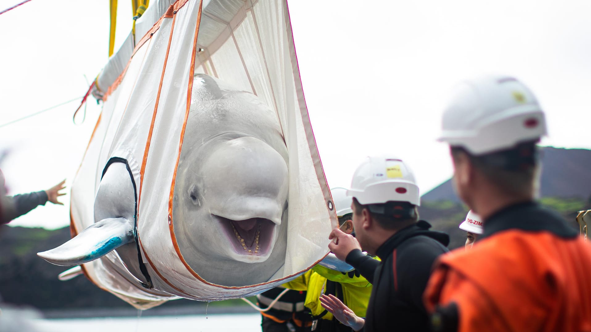 Behutsamer Transport: Einer der Beluga-Wale während des "Umzugs" in ein Freiwasserschutzgebiet.