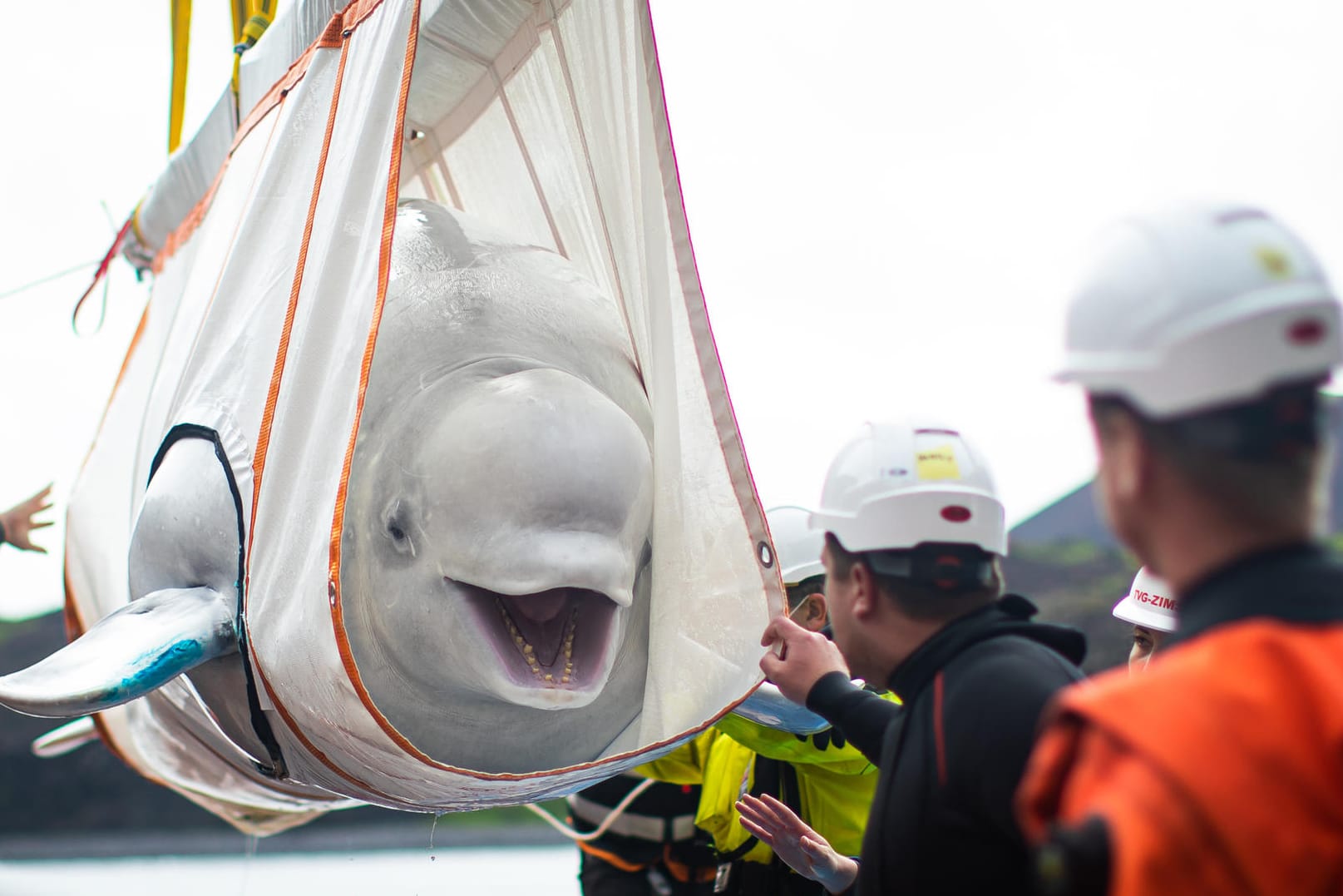 Behutsamer Transport: Einer der Beluga-Wale während des "Umzugs" in ein Freiwasserschutzgebiet.