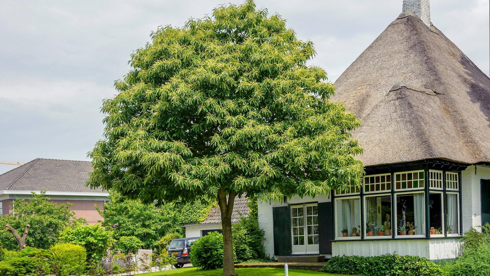 Edelkastanie: Die Marone (Castanea sativa) zählt zu den klimaresistenten Baumarten.