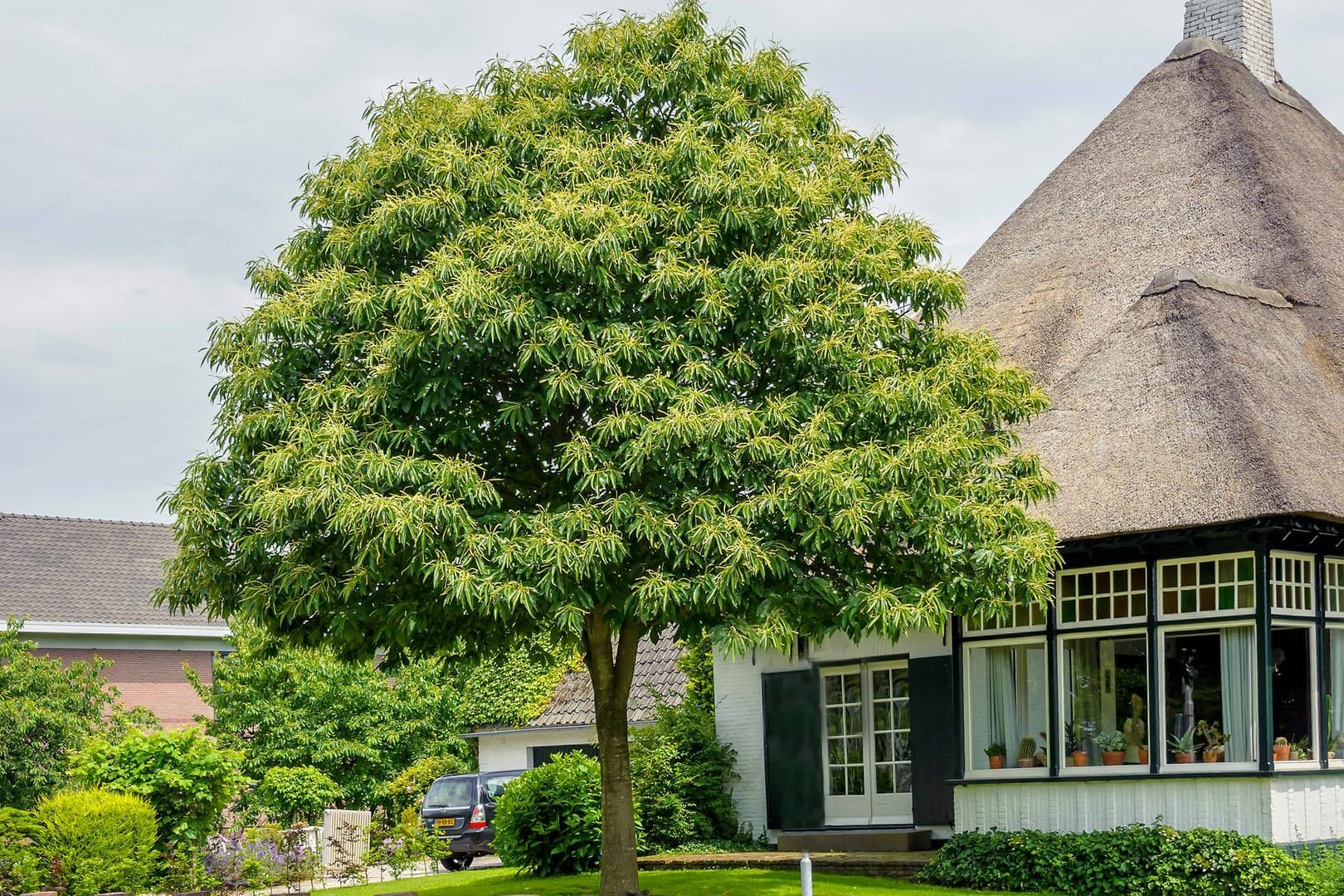 Edelkastanie: Die Marone (Castanea sativa) zählt zu den klimaresistenten Baumarten.