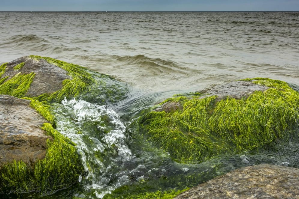 Greifswalder Bodden an der Ostsee: Mehrere Strandabschnitte wurden wegen Blaualgen-Gefahr gesperrt.